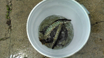 10354748_10202708108596882_5062506293701430886_n