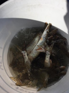 14729403_1205123132859126_8513689222733695309_n