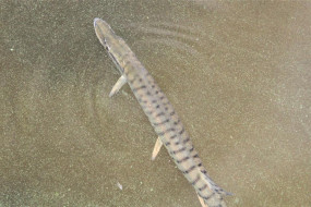 22196381_10215234996894868_1306672917077369744_n