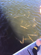 45609134_10218690919450772_6039299427829547008_n