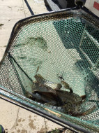 45616977_10218690920130789_5302131307231313920_n