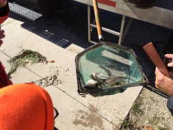 45691846_10218690922450847_3321275450965098496_n