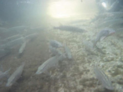 72250711_992836300886717_6639966800496820224_n