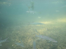 72699527_992836320886715_6777737063451066368_n