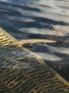 72701929_995981393905541_6477747921541398528_n