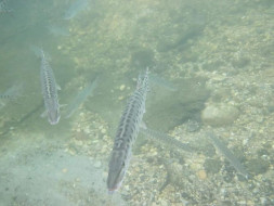 73395474_992836350886712_7486583224806670336_n