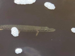 74674425_995981350572212_5607968360647098368_n